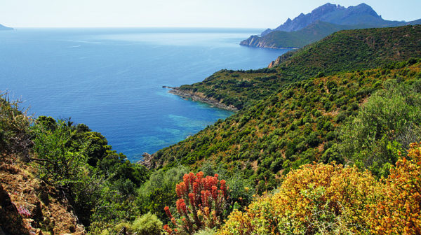 Opportunities in Corsica