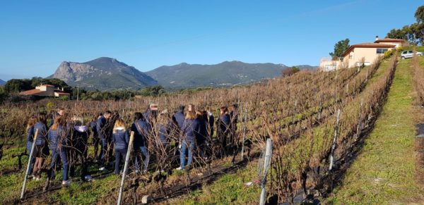 Visite de vignobles